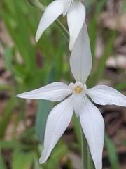 Caladenia latifolia