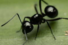 Polyrhachis australis