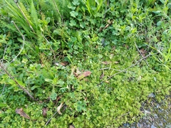 Crassula decumbens