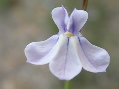 Lobelia capillifolia
