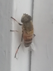 Eristalinus taeniops