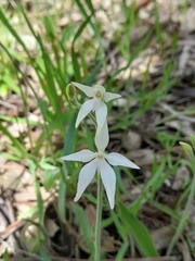 Caladenia latifolia