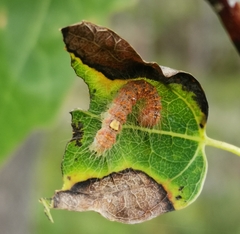 Acronicta megacephala