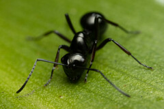 Polyrhachis australis