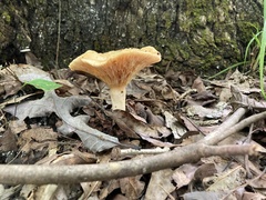 Lactifluus