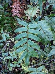 Blechnum procerum