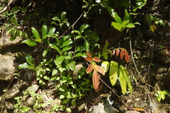 Wisteriopsis reticulata