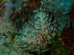 Protula bispiralis