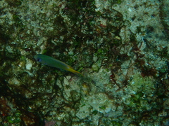 Pomachromis guamensis