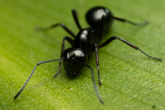 Polyrhachis australis
