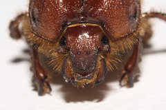 Geotrupidae