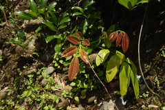 Wisteriopsis reticulata