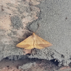 Isturgia arenacearia