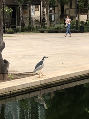 Nycticorax nycticorax