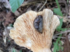 Lactifluus