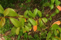 Urceola rosea