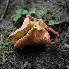 Hypomyces lactifluorum