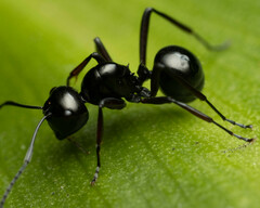 Polyrhachis australis