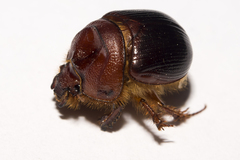 Geotrupidae