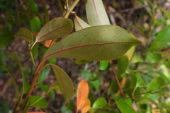 Urceola rosea