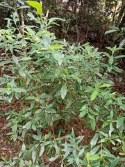 Thymelaeaceae