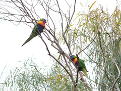 Trichoglossus moluccanus