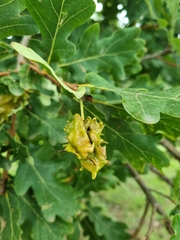 Andricus quercuscalicis