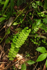 Adiantum philippense