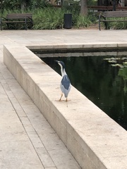 Nycticorax nycticorax