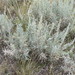 Silver Sagebrush - Photo (c) Kenneth Bader, some rights reserved (CC BY-NC), uploaded by Kenneth Bader