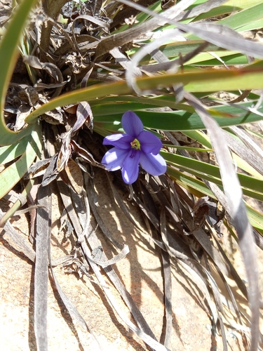 Aristea pusilla