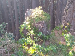 Phlegmariurus billardierei