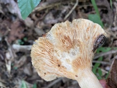 Lactifluus