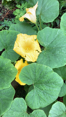 Cucurbita