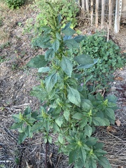 Amaranthus