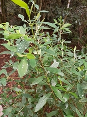 Thymelaeaceae