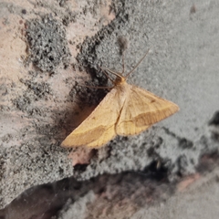 Isturgia arenacearia