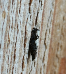 Epinotia trigonella