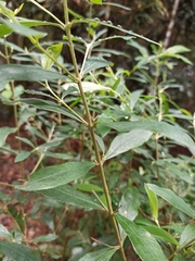 Thymelaeaceae
