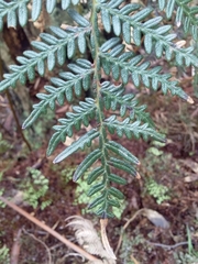 Pteridium esculentum