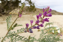 Astragalus lentiginosus borreganus