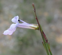 Lobelia capillifolia