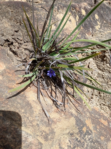 Aristea pusilla, photograph 1