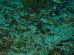 Pomachromis guamensis