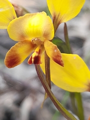 Diuris corymbosa