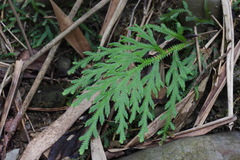 Selaginella repanda