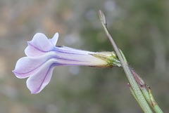 Lobelia capillifolia