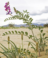 Astragalus lentiginosus borreganus