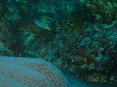 Pomachromis guamensis