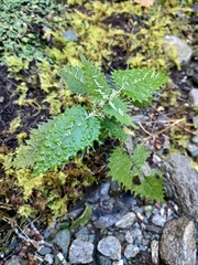 Urtica ferox